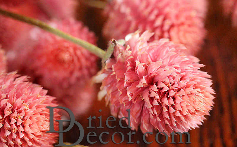 Dried Globe Amaranth - Hot Pink