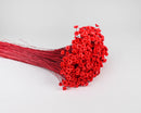 Bulk dried starflower bunch dyed vibrant red with natural texture on white background.