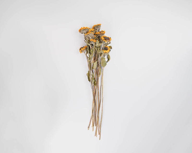 Dried Sunflowers Bunch - Medium | 15 Bunches | Yellow and Light green