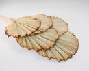 Dried natural burnt sun palm fans with darkened edges, bulk wholesale case of 24 bunches.
