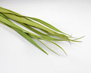 A bunch of dried snake palm leaves on a white background, displaying light green and yellowed hues.
