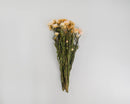 Bundle of 20 dried blush straw flowers with natural stems, wholesale bulk bunches.