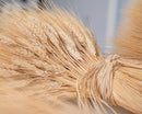 Bundle of dried natural blond wheat stalks tied together, wholesale bulk decorative wheat.