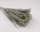 Bulk dried Artemesia bunches with light green silvery foliage, natural wholesale bundle.