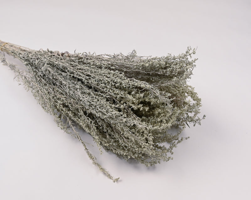 Dried Artemesia (Artemisia, Silver King, Wormwood) | 20 Bunches | Light Green