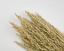 Light green dried canary grass bunches in bulk, natural wholesale arrangement.