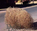 Large natural dried tumbleweed with intricate branching, ideal for wholesale bulk decor.