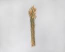 Bundle of natural blond dried bunny tails grass stems tied together in a wholesale bulk arrangement.