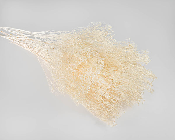 Dried Blooms Broom | 15 Bunches | Bleached