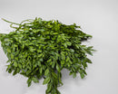 Bulk bundle of naturally preserved dried boxwood leaves with vibrant green dye.