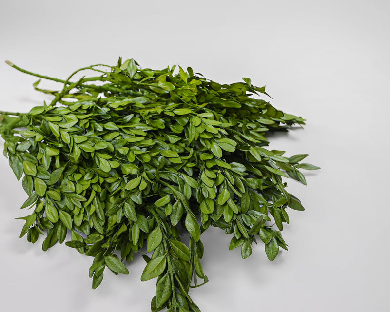 Decorative Dried Boxwood - Naturally Preserved | 12 Bunches | Dyed Green