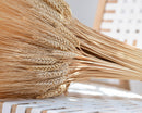 Bundle of dried blond wheat sheaves with natural golden stalks arranged in bulk wholesale bunches.
