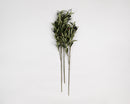 Bundle of 12 dried olive spray stems in natural green and burgundy tones for wholesale bulk arrangements.