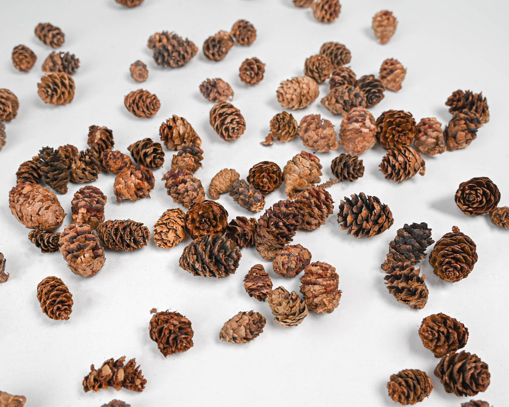 Pine Cones 400 Small Pinecones 3/4-1 1/4 Mini Black Spruce Pine Cones 24  oz 