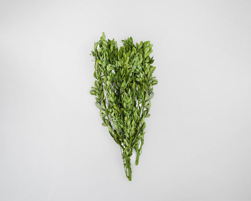 Decorative Dried Boxwood - Naturally Preserved | 12 Bunches | Dyed Green
