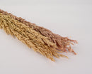 Bundle of natural dried wild oats in varying beige and light brown tones, wholesale bulk set of 18 bunches.