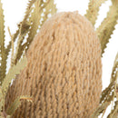 Dried natural Banksia Hookeriana flower head with textured surface and surrounding leaves, wholesale bulk bundle.