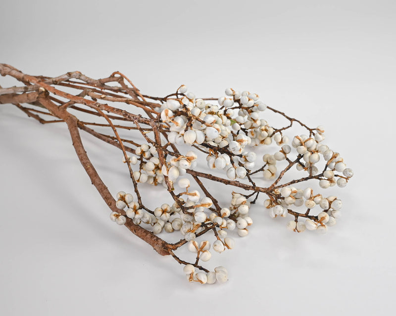 Dried TallowBerries - Long Stem - Tallow Berries