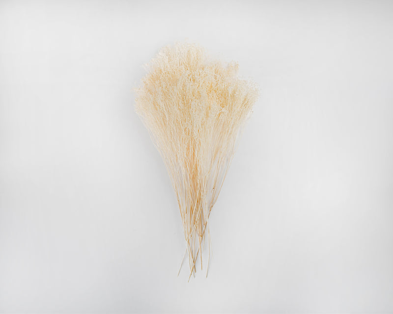 Dried Blooms Broom | 15 Bunches | Bleached