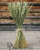 Bundle of long, light green dried oats tied with natural twine, bulk wholesale decorative wheat.