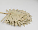 Natural dried Sun Palm leaves bouquet with a layered, fan-like shape in bulk wholesale style.