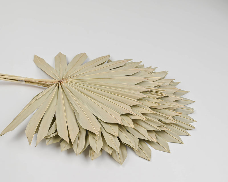 Dried Sun Palm Leaf Fans