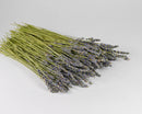 Bulk dried natural lavender bunches with blue-purple flowers and green stems, wholesale display.