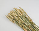 Bulk dried rye stalk bundles in light green to blond natural hues, wholesale long bunches.