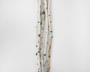 Natural dried white birch poles with smooth bark in bulk against a white background.