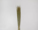 Bundle of natural dried dune grass with slender stalks tied at the base, wholesale bulk lot.