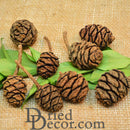Natural dried Sequoia pine cones in bulk, rustic brown with stems on green leaves.