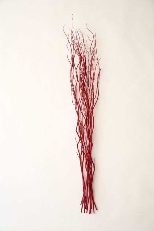 Red Curly Willow Branches (Long Stem)