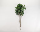 Bundle of 12 dried natural eucalyptus leaf stems with green leaves, sold wholesale in bulk.