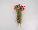 Bulk dried natural red Globe Amaranth flowers in six wholesale bunches.