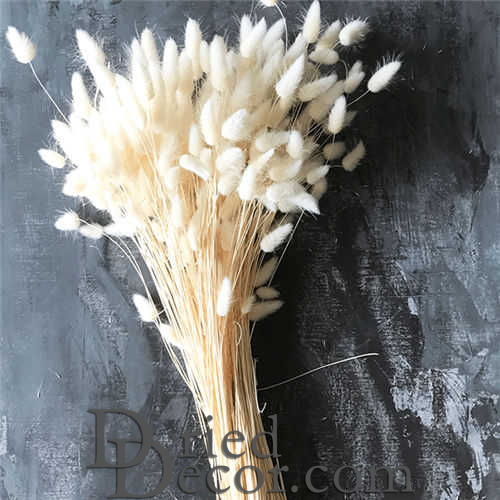 Dried Bunny Tails Grass - Bleached
