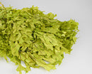 Bulk dried natural chartreuse oak leaves piled loosely for wholesale use.