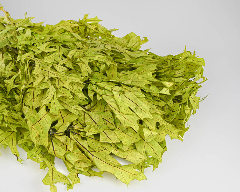 Preserved Green (Chartreuse) Oak Leaves (1 LB dried leaves) | 25 Pound Case | Green