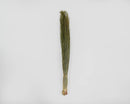 Single bundle of dried natural dune grass with long slender stems and a light tan base for bulk wholesale sale.