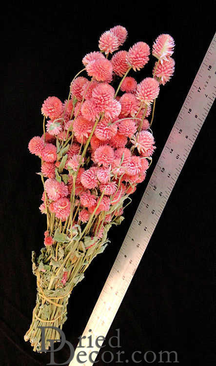 Dried Globe Amaranth - Hot Pink