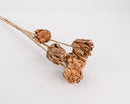 Bulk dried natural Chico choke pods in a cluster with brown textured petals and long stems.