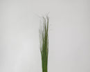 Bulk natural dried green fountain grass bunch with long slender blades against white background.
