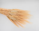 Natural dried wheat bundle with golden stalks, wholesale bulk decorative bunches.