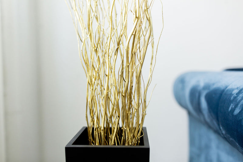 Gold Dried Curly Willow Branches (Long Stem)