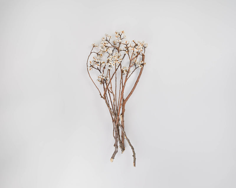 Dried TallowBerries - Long Stem - Tallow Berries