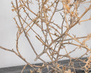 Large dried natural tumbleweed branch with spiky stems, suitable for wholesale bulk decor.