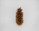 Large dried natural sugar pine cone with layered brown scales, bulk wholesale quality.