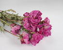Bulk dried natural peonies in dark pink with green stems and leaves.