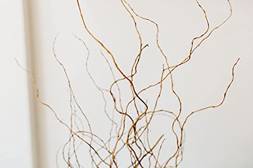 Curly Willow Branches (Long Stem) | Brown