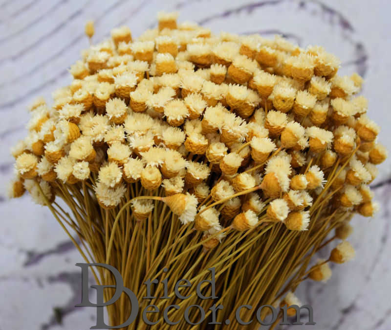 Dried Happy Flower - Straw Flowers | 12 Bunches | Natural