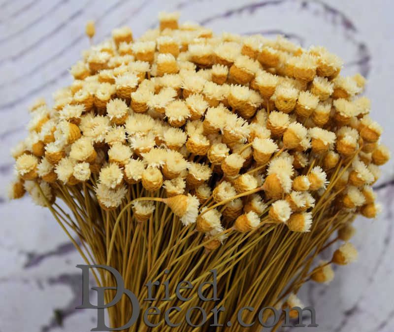 Dried Happy Flower - Straw Flowers